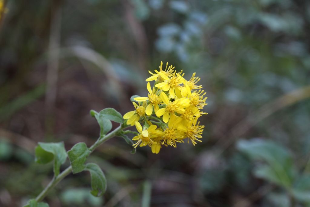 Solidago virgaurea / Verga d''oro comune